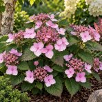 Hortenzia pílovitá (Hydrangea serrata) ‘MAGIC PILLOW’® - výška 30-40 cm, kont. C3L